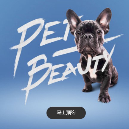 迭部宠物中心小程序开发